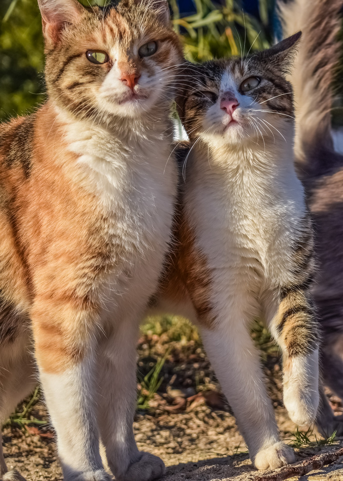 Фото с двумя котами
