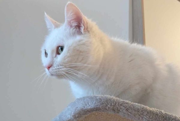 Mya